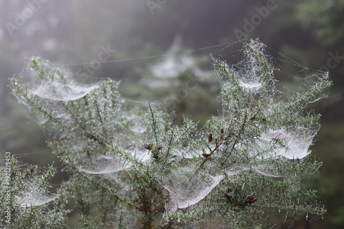 Cobwebs on a conifer tree in a misty woodland