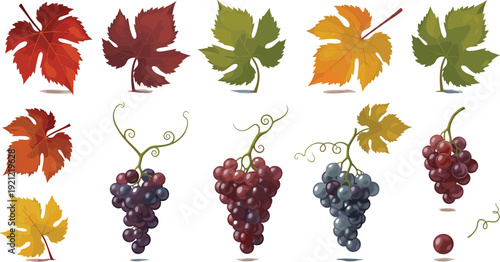 Autumn maple leaves and grape bunch collection with colorful fall foliage and vineyard fruit for seasonal decoration vector illustration set.
