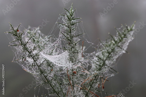 Cobwebs on a conifer tree in a misty woodland