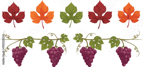 Autumn maple leaves and grape vine collection with colorful foliage and fruit elements for seasonal decoration vector illustration set.