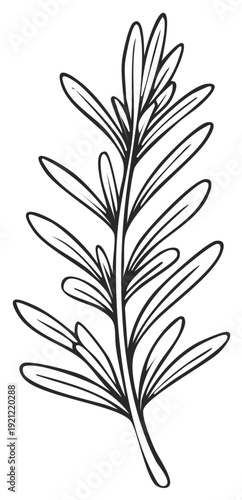 Rosemary sprig herb botanical illustration in a black and white line art style