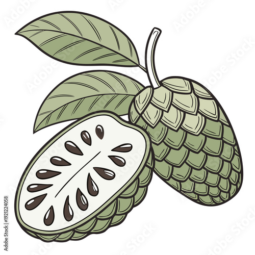 Custard Apple with Leaves and Cross Section Vector Illustration Transparent Background