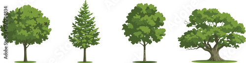 Green tree collection illustration, deciduous and pine trees isolated on white background, natural forest plant vector set