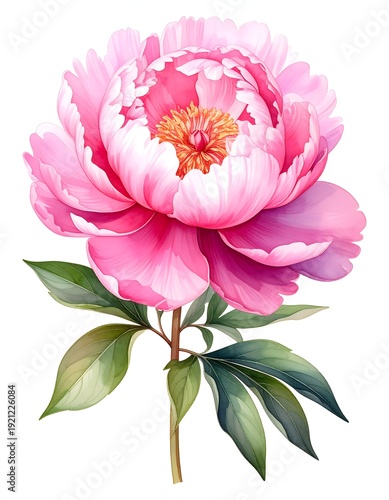 Lush pink peony blossom, golden center, with leafy green stem against a white background