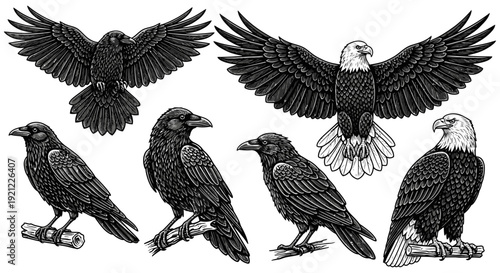 engraved illustration set of flying and perched ravens and bald eagles bold wildlife for heraldry tattoo and logo designs