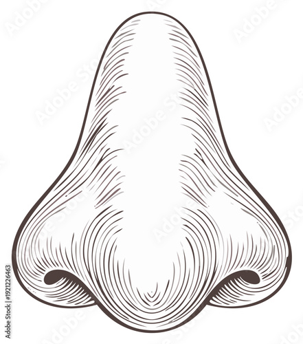 Detailed sketch of a human nose showing nostrils and contours in an engraved style