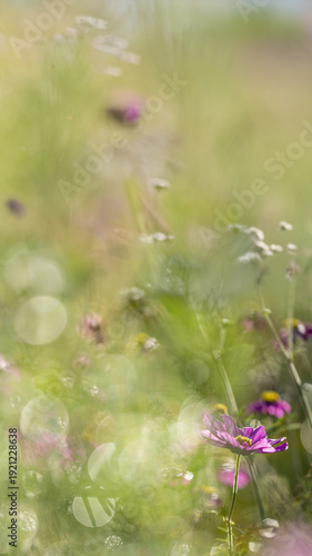 dewy cosmos flowers and grass with nice soft artistic bokeh - autumnal picture