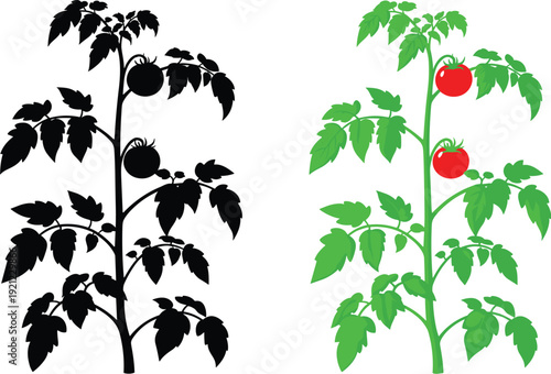 Tomato plant silhouette and colored botanical vector set for gardening agriculture organic farming and healthy food design