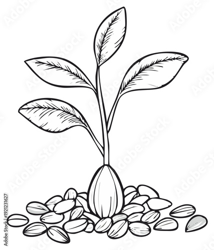 Seedling Sprouts from Seed Surrounded by Many Seeds Illustration