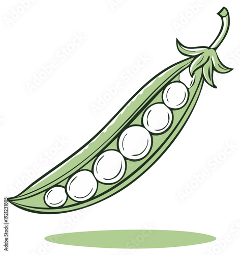 Fresh green pea pod illustration with individual peas revealed inside, healthy vegetable food.