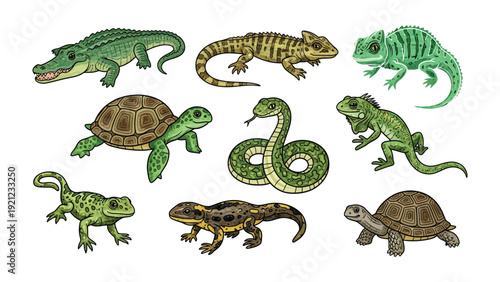Reptilian Diversity: A vibrant collection of various reptile species showcasing unique features, scales, and forms. Detailed illustrations highlighting the distinct characteristics of each animal