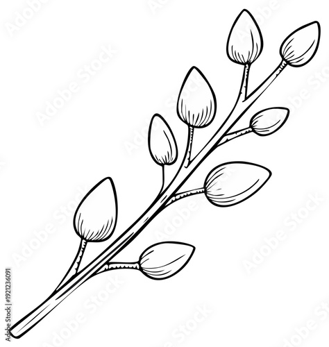 Botanical illustration of a budding willow branch with delicate leaves and swelling catkins in a simple line drawing.