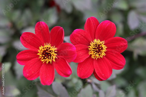 Fotografie Pair of red dahlias in a garden