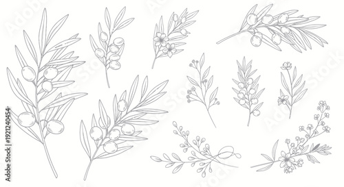 Botanical Line Art: Olive Branches and Delicate Floral Sprigs