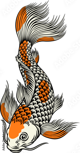 A koi carp coy fish. An original illustration in a vintage Japanese painting art style.