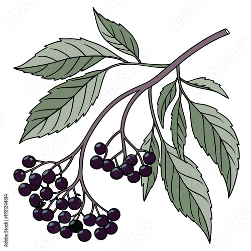 Elderberry Branch with Black Berry Clusters and Leaves Vector Illustration Transparent Background
