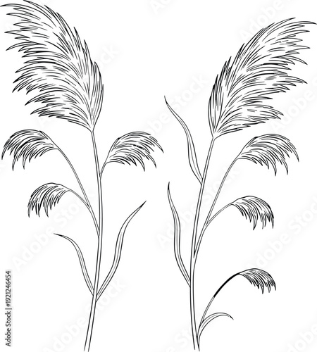 Pampas grass botanical line art set, hand drawn reed plants isolated for nature decor, flat vector illustration