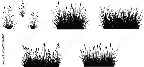 Wild grass and reed silhouette collection set, meadow marsh plants isolated for landscape design, flat vector illustration