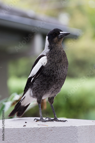 Juvenile Australian magpie standing upright while perched atop a rendered wall, with a suburban home and garden in the background
