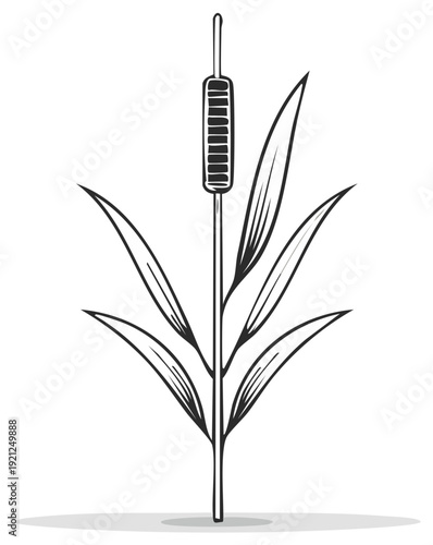 Illustrative Drawing of a Single Cattail Plant with Broad Leaves and Seed Head