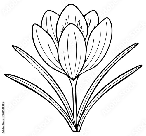 Line Art Drawing of a Delicate Crocus Flower with Leaves