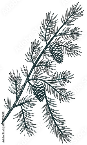 Detailed illustration of a pine branch with two pine cones 1.
