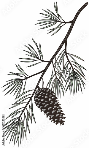Pine Branch with Cone Detailed Illustration.