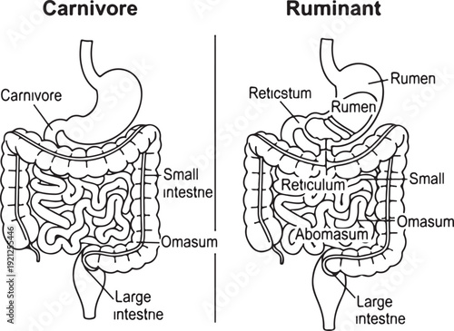 Comparison of digestive systems: simplified line art illustration of a carnivore stomach and intestines versus a ruminant's four-chambered stomach. , Generative Ai