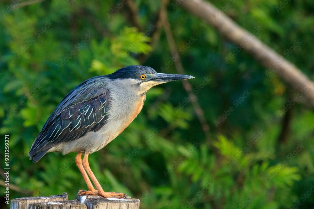 Fototapeta premium great blue heron ardea cinerea