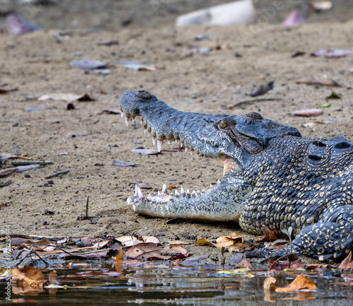Krokodil in den Singapur Wetlands