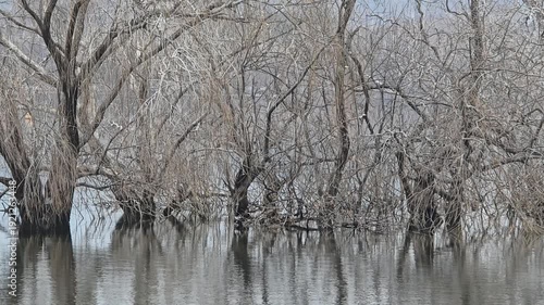 한국,겨울강,강,나무,Korea, Winter River, River, Tree