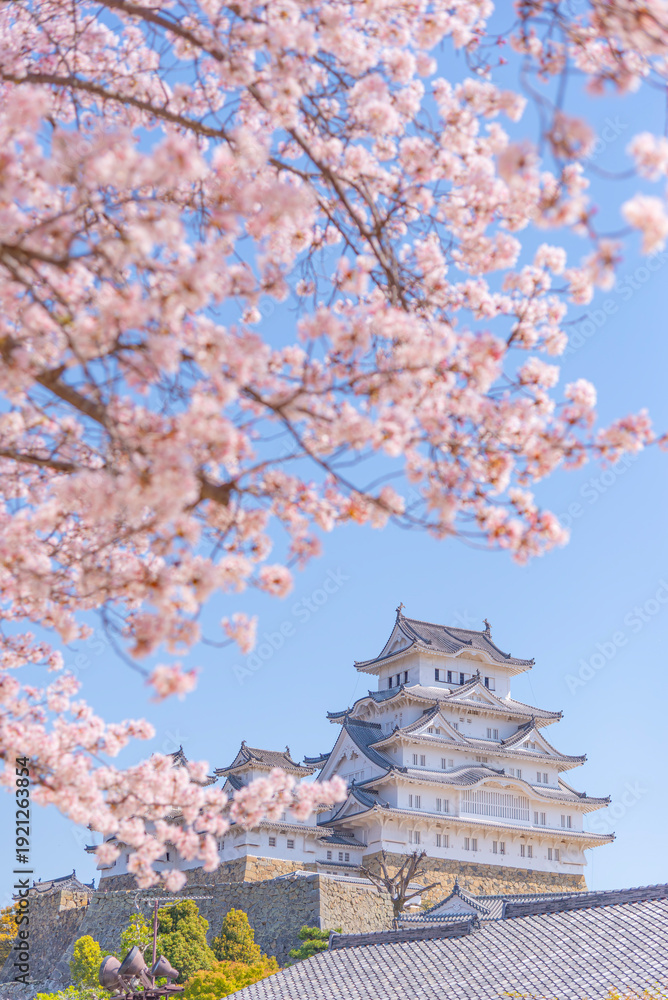 Fototapeta premium Japan - April3, 2023 : Himeji Castle with Pink Sakura Branches blooming in Spring, Himeji castle is one of most famous destination for Sakura sightseeing in Spring of Japan, Himeji, Hyogo Prefecture