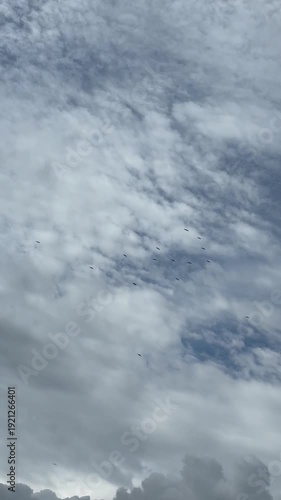 Flock of Birds Flying in Blue Sky