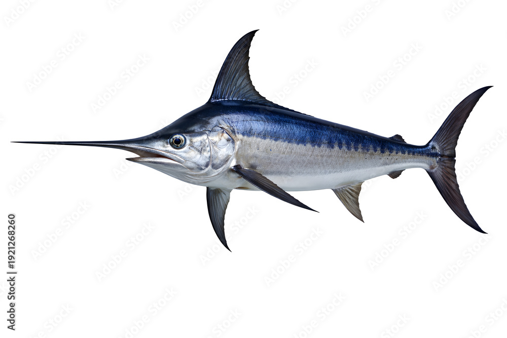 Fototapeta premium Blue Marlin Billfish Isolated on White Background – Ocean Game Fish Seafood Concept
