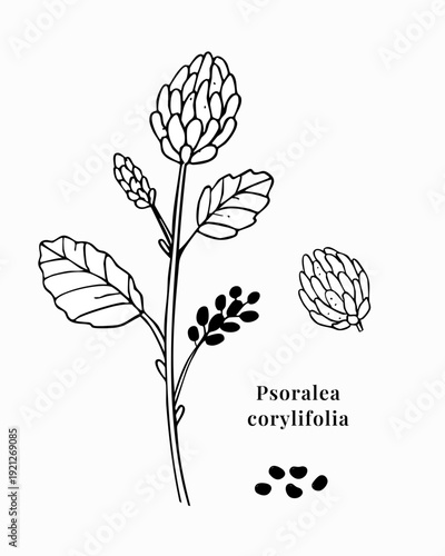 Hand drawn bakuchiol Psoralea corylifolia botanical illustration with flower, leaves and seeds, black and white line art vector isolated on white background, Ayurvedic medicinal herb bakuchiol plant.