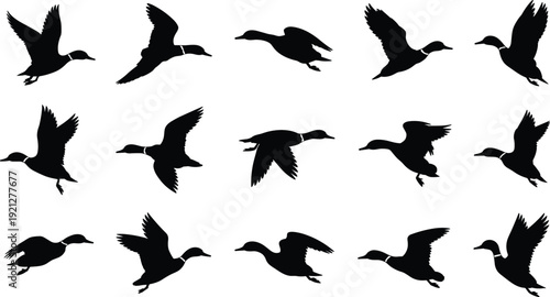 Flying duck silhouette set, wild waterfowl birds in flight isolated on white background, wildlife flat vector illustration