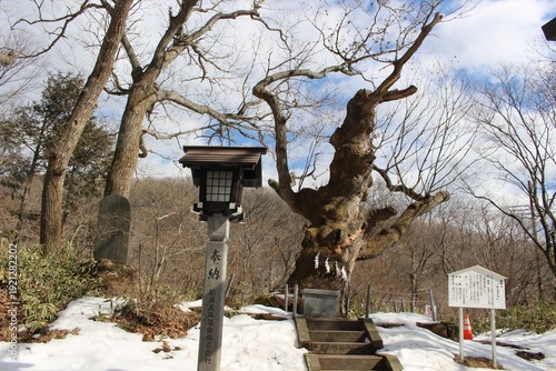 残雪が残る那須温泉神社　生きると名付けられたご神木