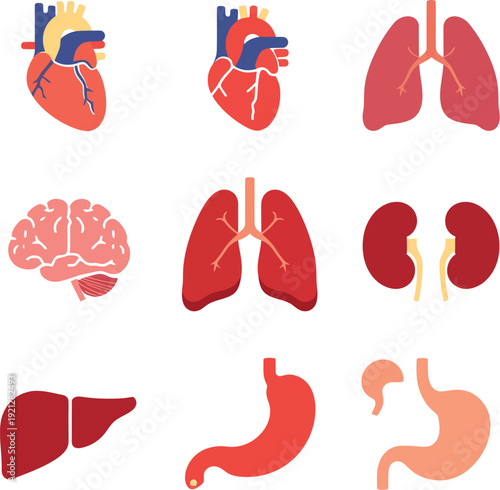 Collection of nine isolated human internal organ icons displaying flat style vector illustrations of the heart lungs brain kidneys liver and stomach for medical infographics.