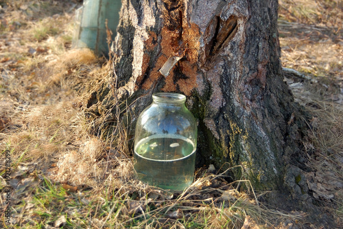 Birch sap gathering