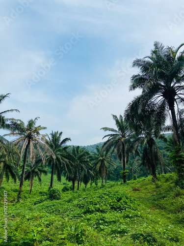 Wallpaper Mural palm trees on a tropical beach Torontodigital.ca