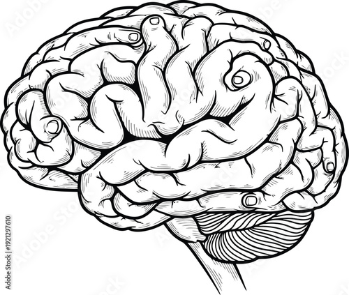 Detailed anatomical line drawing of a human brain showing cerebrum and cerebellum scientific illustration vector