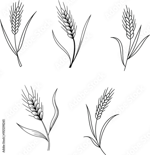 Wheat ears botanical line drawings, hand drawn grain stalks, barley spikes, agricultural plant illustrations, black outline vector set isolated