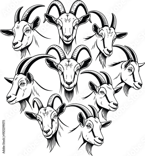 A group of goats with distinctive horns and facial features