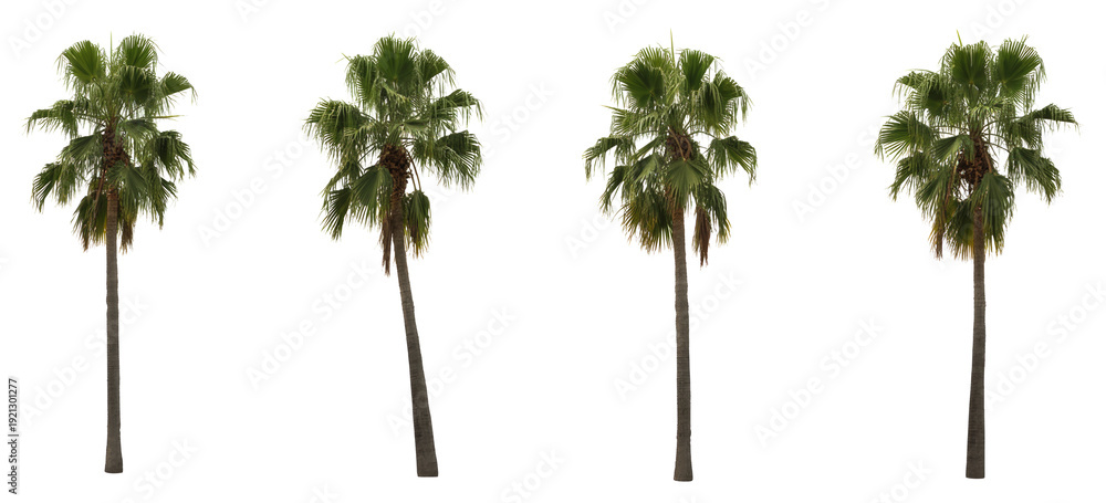 Fototapeta premium Set of four Washingtonia filifera California fan palm trees isolated on a white background for landscape design