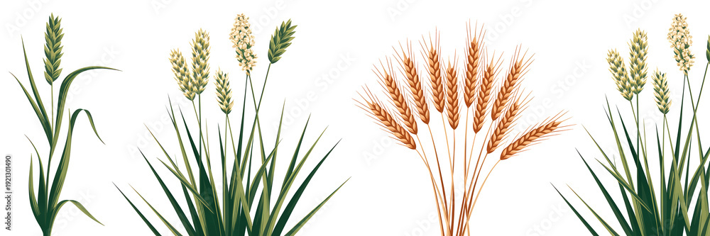 Fototapeta premium Set of green and golden wheat cereal plant ears isolated frontal on white background