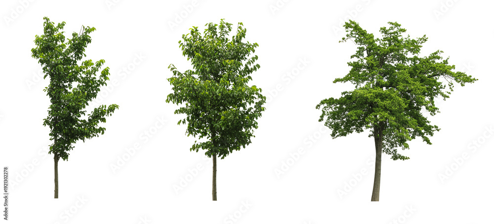 Obraz premium Set of three young green deciduous trees isolated on white background, frontal view of small maple saplings for architectural visualization and landscape design