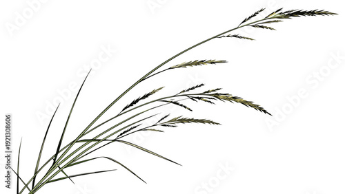 Closeup of a single blade of grass with seeds isolated on a white background.