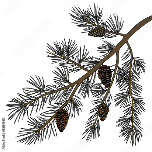 Pine Branch with Cones 1.