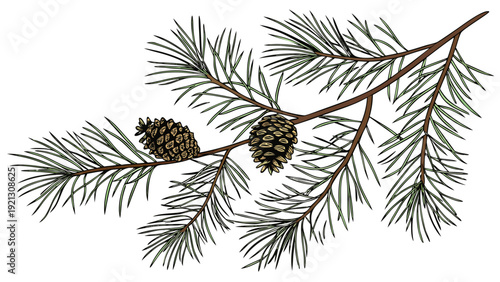 Pine Branch with Cones.