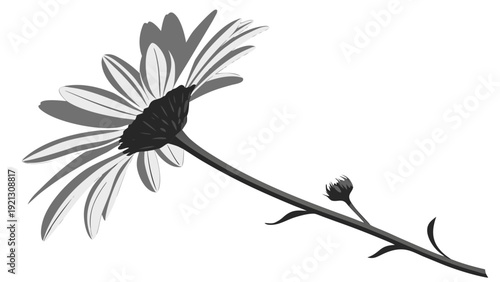 Elegant Black and White Daisy with Bud.